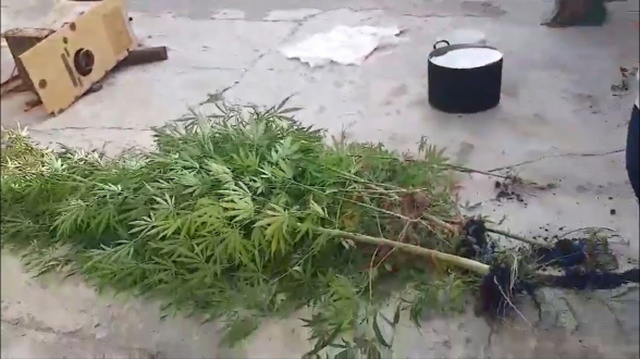 Մասիսի ոստիկանները բնակիչներից մեկի տանը կանեփի 852 բույս և 144 գրամ մարիխուանա են հայտնաբերել (տեսանյութ)